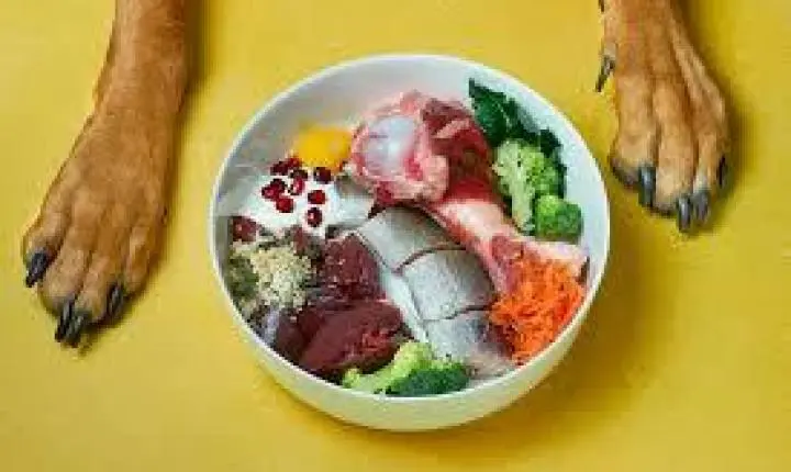 Alimentação Natural para Pets: O que pode (e o que não pode) entrar na tigela do seu melhor amigo